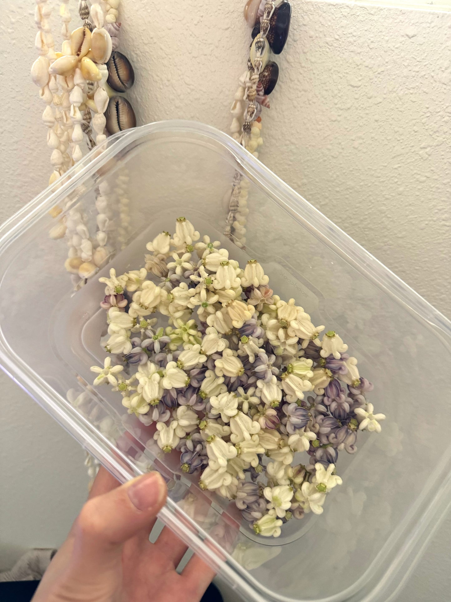 White Crown Flower Triple Dangles